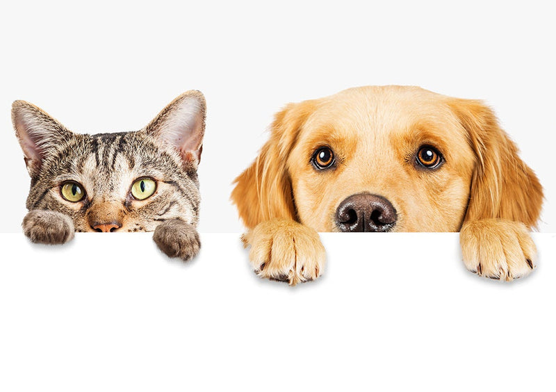 Home Page Banner Image